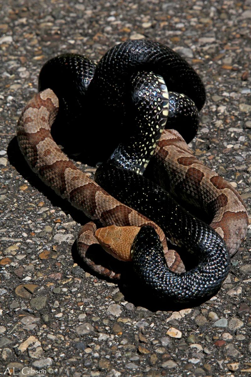 Змеи черного цвета. Королевская гадюка черная. Чёрная змея кольчатая. Черная домашняя змея. Огромная черная змея.