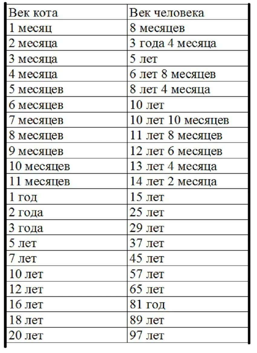 Как посчитать сколько лет кошке по человеческим