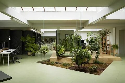 Office plants