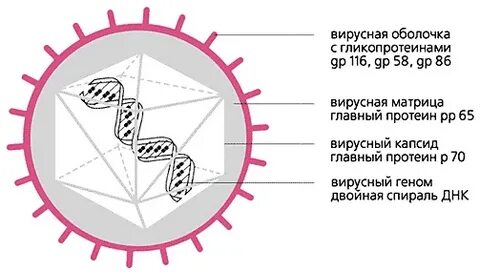 Размеры и строение вируса