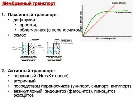 Почему осмос пассивный транспорт