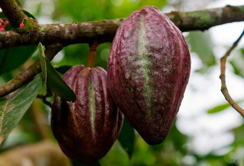 Какао выращивание. Шоколадное дерево (theobroma cacao). какао в южной америке. какао бобы дерево. дерево какао южной америки.