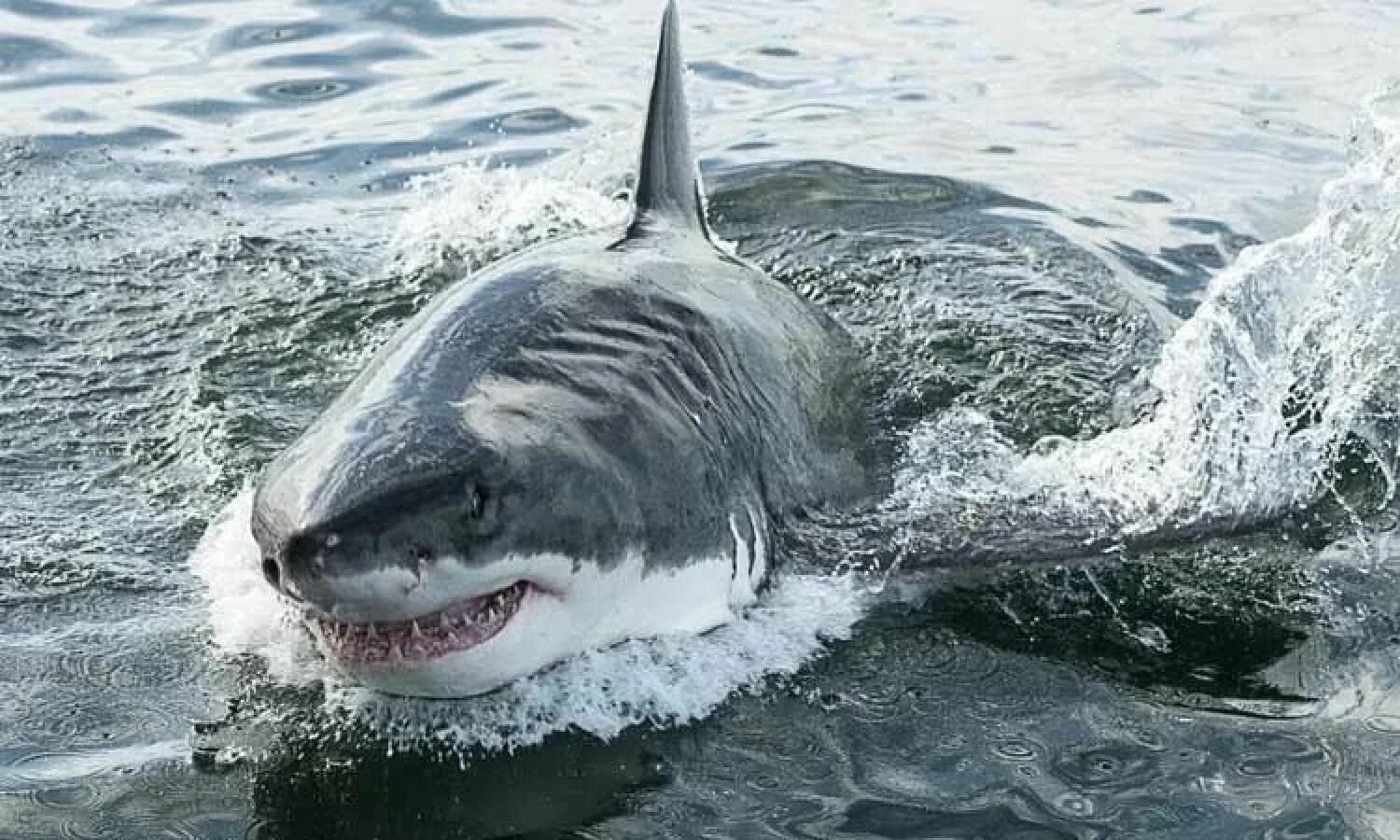 Какую скорость развивает белая акула. Большая белая акула. 6 Метровая белая акула. Акула 6 метров. Скорость белой акулы.