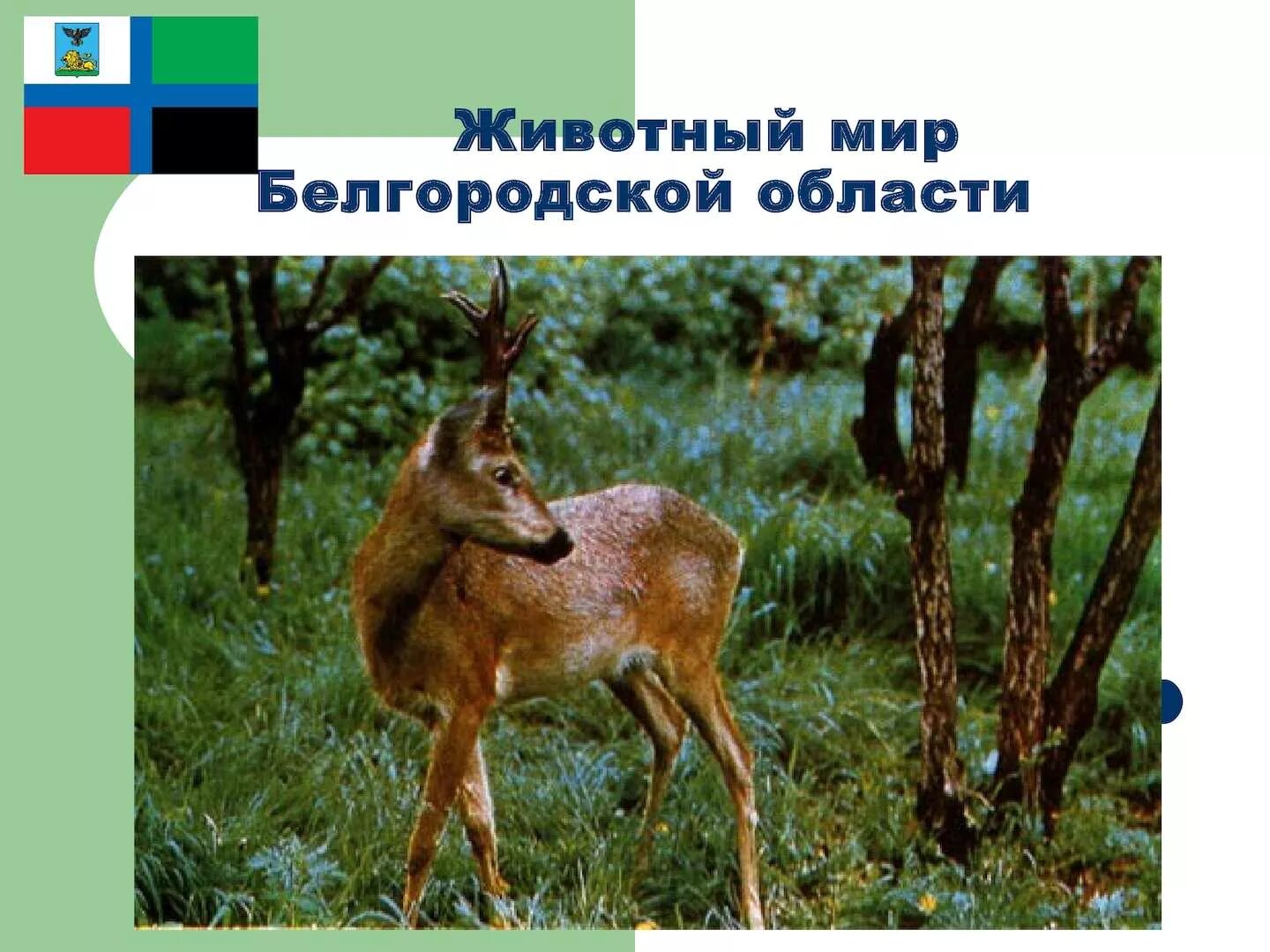 заповедник белогорье лес на ворскле животные. белгород водится ли волки. дикие животные белгородской. дикие животные белгородской. дикие животные белгородской области.