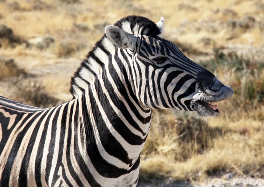 Сайт zebra