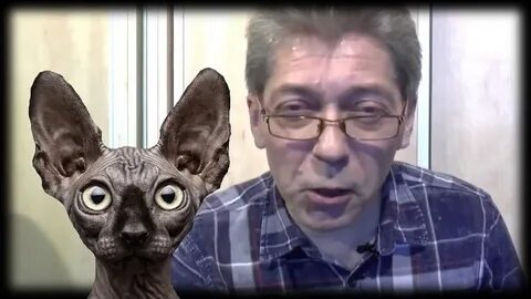 Видео кота костяна