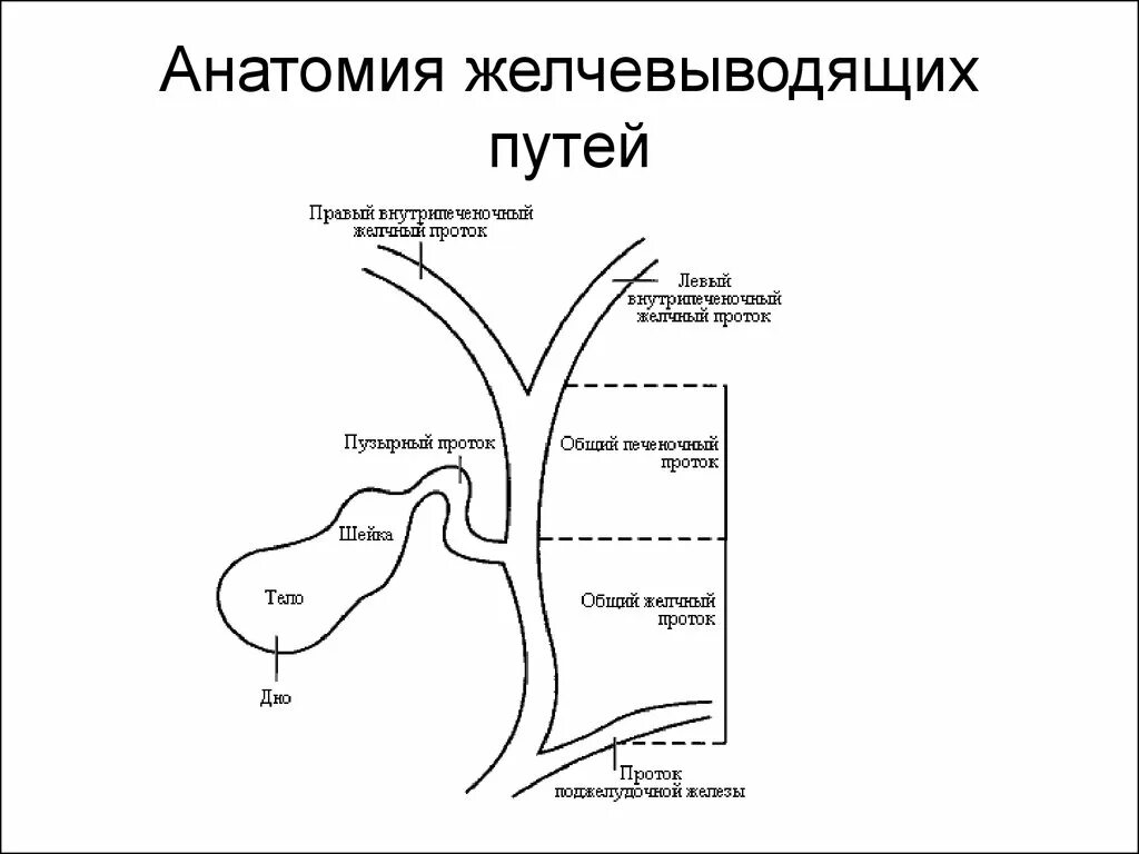 Пути выведения желчи схема. Схема внепеченочных желчных путей. Схему путей оттока желчи от печени. Схема формирования внепеченочных желчных путей.