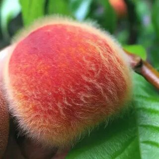 "Hairy peach" - image created in Shedevrum