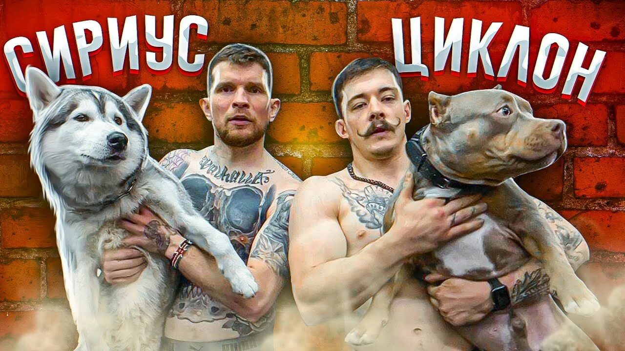 Дакс американский булли. Виктор блуд циклон порода. Американский булли честер. Циклон собака. Собака блуда.