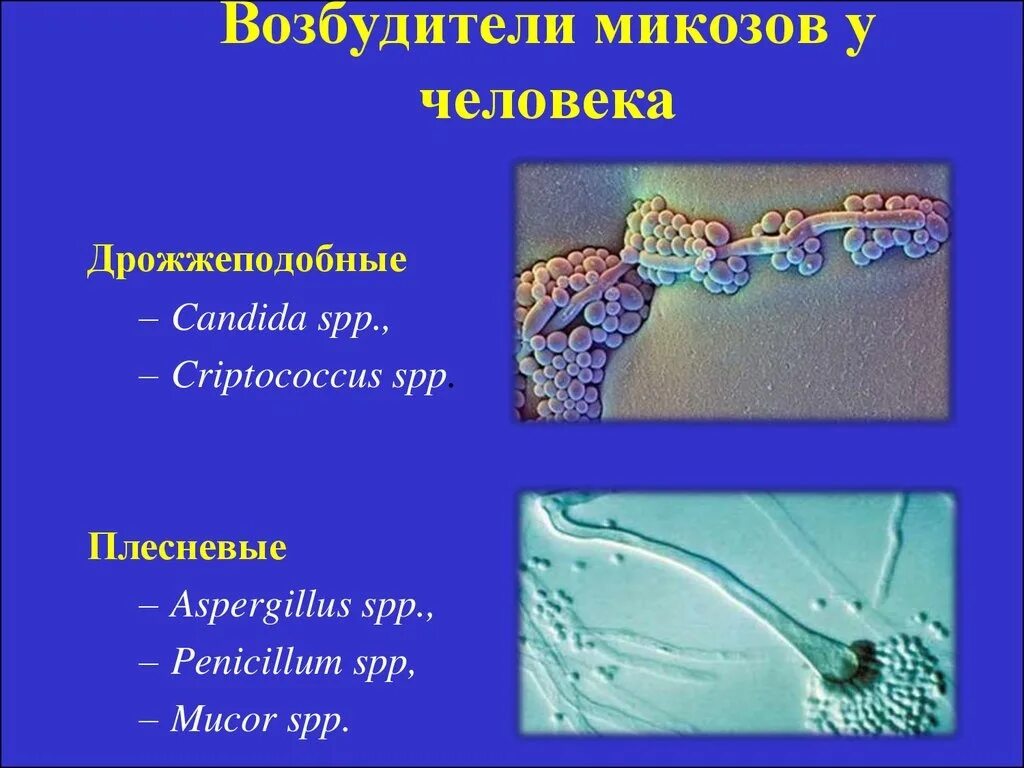 Возбудители оппортунистических микозов