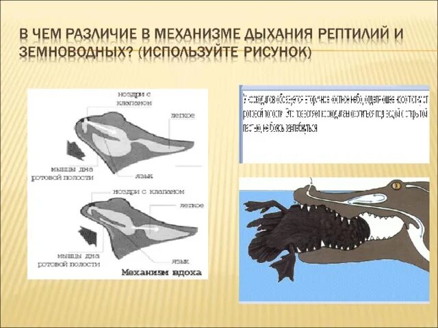 У млекопитающих в отличие от пресмыкающихся имеются. Дыхательная система земноводных и пресмыкающихся. Механизм дыхания пресмыкающихся. Механизм дыхания рептилий. Механизм дыхания земноводных.