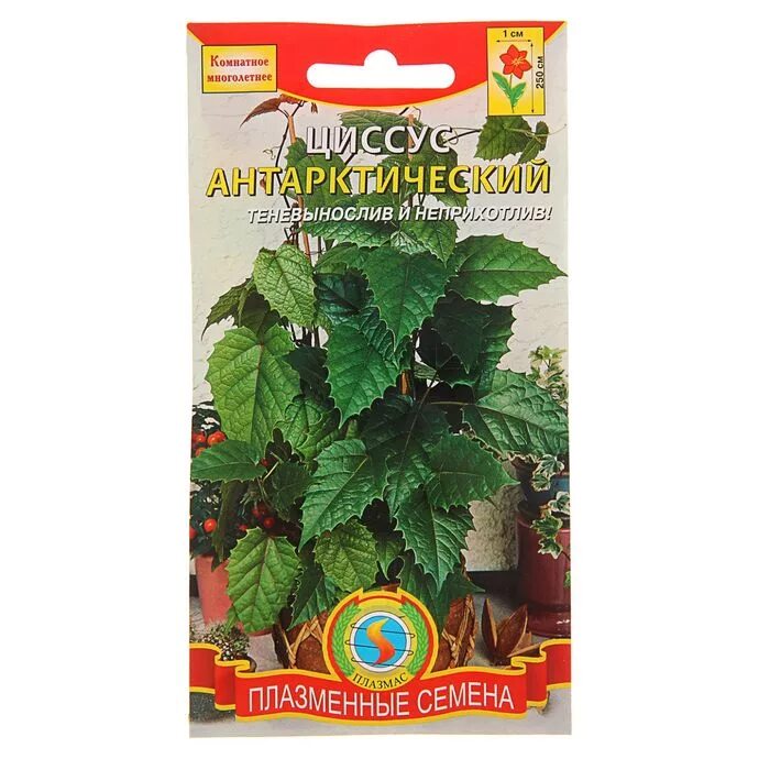 Глориоза великолепная сердце африки 3шт гавриш. Семена домашних цветов. Парус гербер семена альстромерия семена цинерария семена. Абутилон бельвью смесь алтая. Альстромерия элеганс семена.