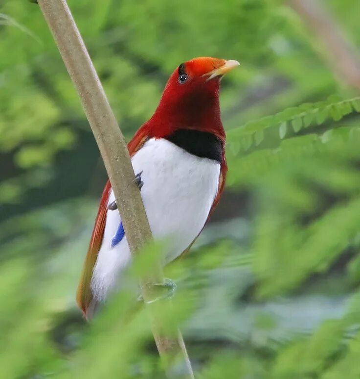 Wiki bird