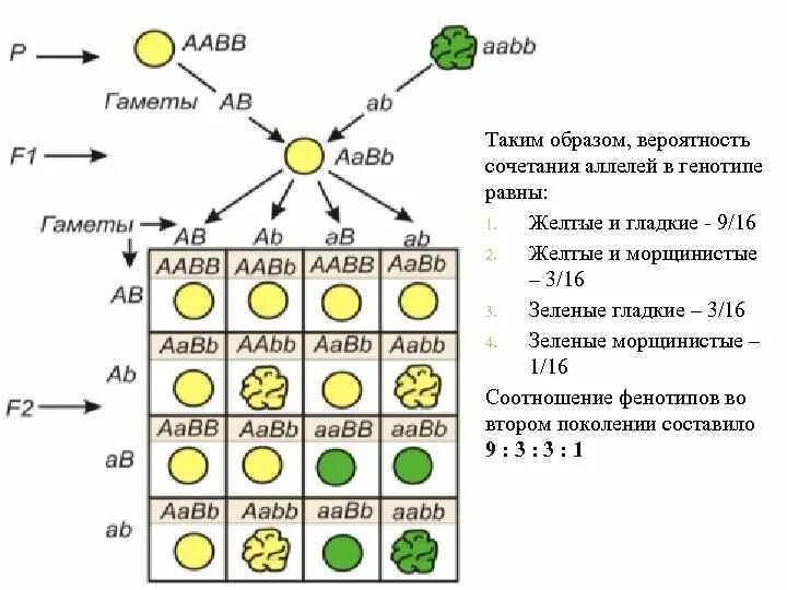 Генотип потомства аа аа аа аа