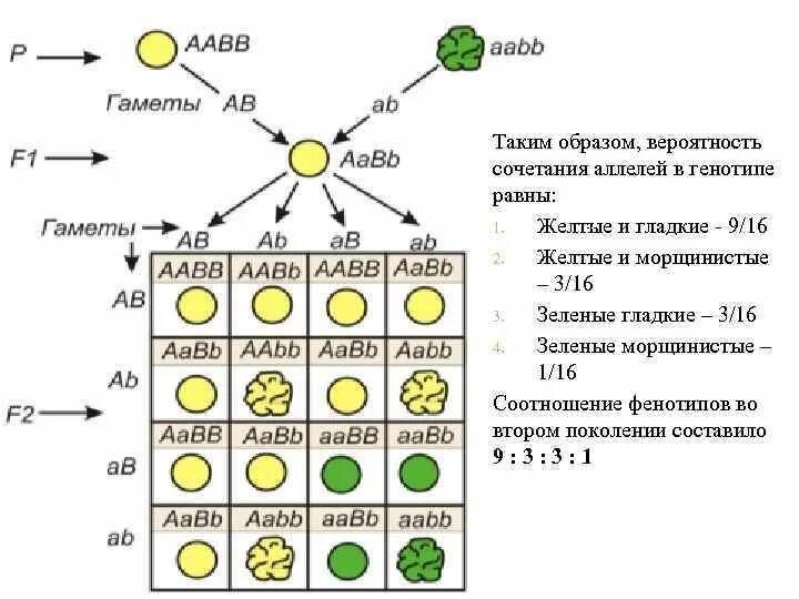 Схема дигибридного скрещивания. Таблица дигибридного скрещивания генетика. Схема дигибридного скрещивания гороха. Полигибридное скрещивание схема. Каковы генотипы гомозиготных родительских форм при моногибридном