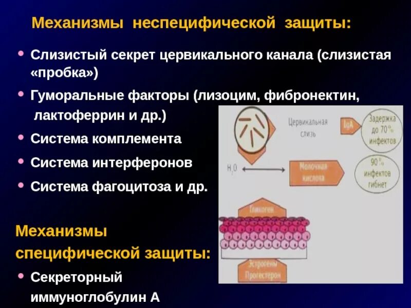 Фактор защиты слизистых оболочек. Защитные механизмы слизи цервикального канала. Фибронектин. Неспецифические механизмы защиты слизистой оболочки. Система комплемента интерферон.