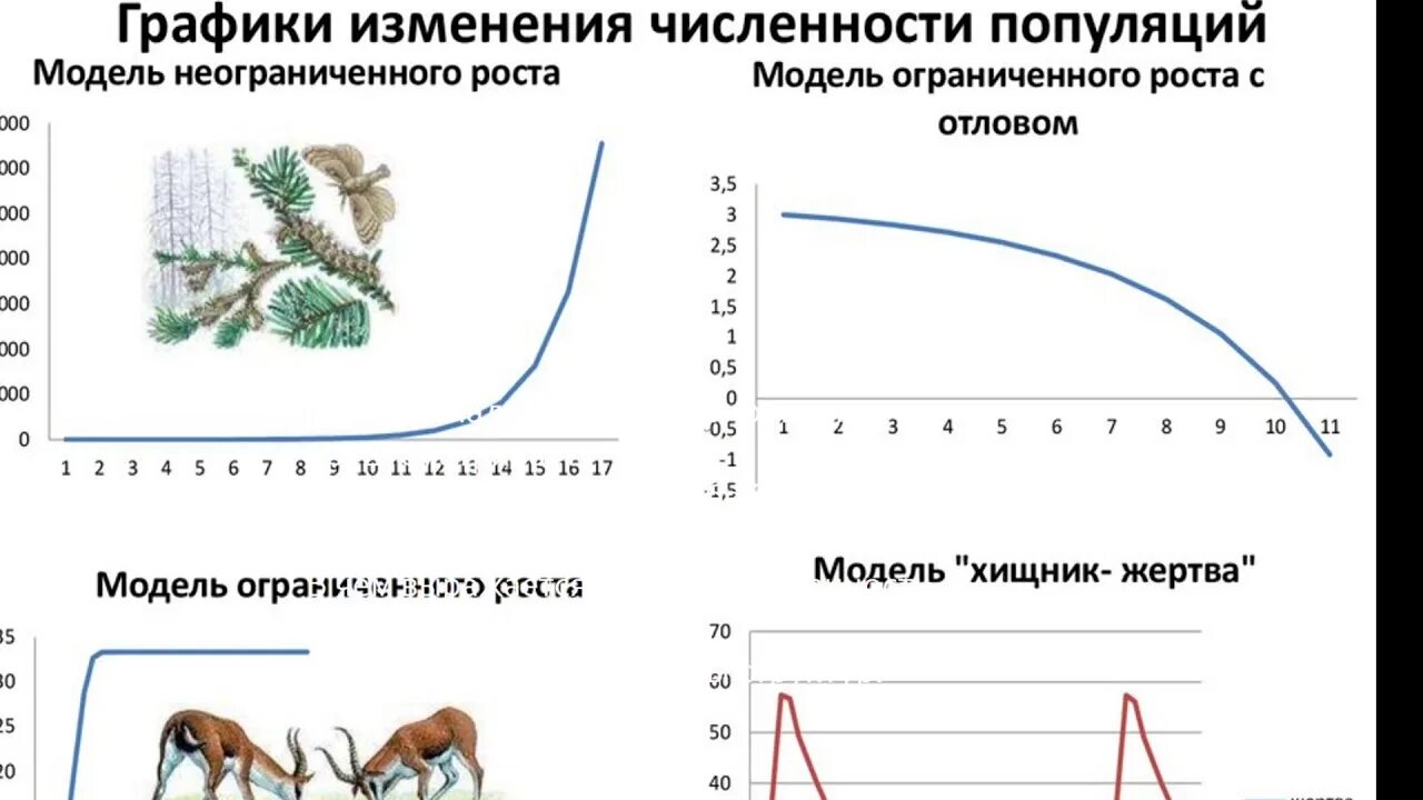 На графиках продемонстрированы изменения численности жертвы зайцев. Графики изменения численности популяций. График изменения численности популяции. Изменение численности популяции. Динамика численности популяции.