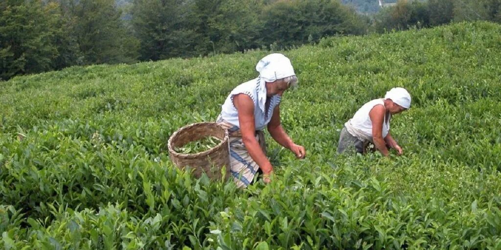 В россии растет чай. Абхазчай. Выращивание чая в Краснодарском крае. Где растет чай в Краснодарском крае.