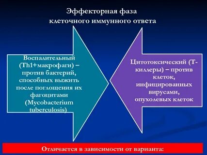 Фазы иммунного ответа