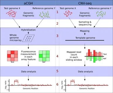 Cnv vol