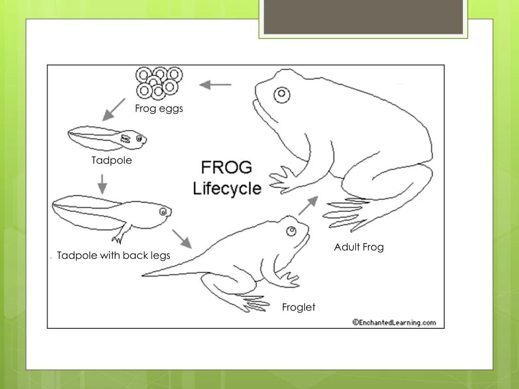 A frog 2. Life cycle of a frog. tadpole frog. butterfly life cycle worksheets for kids. frog life cycle for kids.