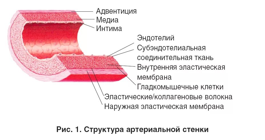 Типы эндотелия