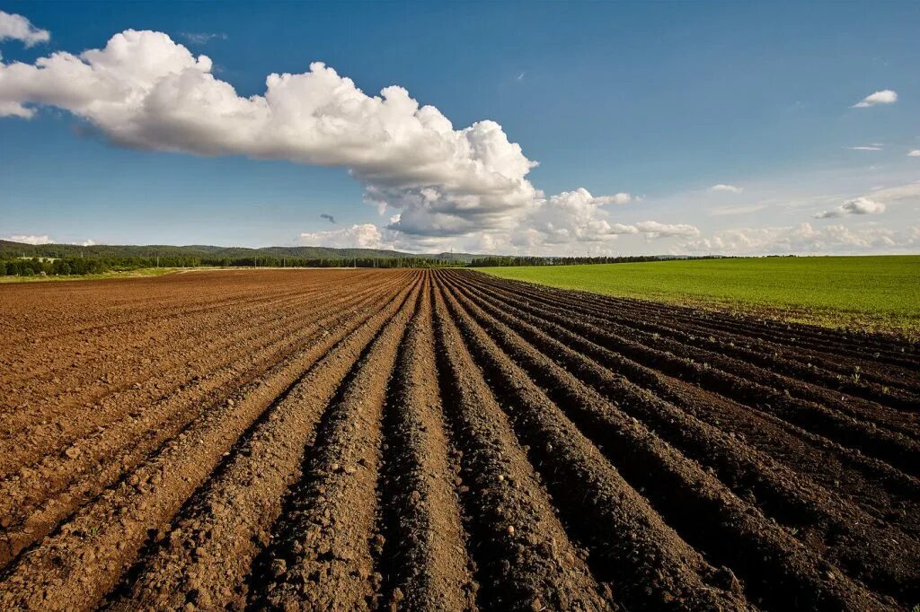Аграрный ландшафт. Поле сельхозназначения. Территория сельскохозяйственного назначения. Сельскохозяйственный ландшафт. Поле сельское хозяйство.
