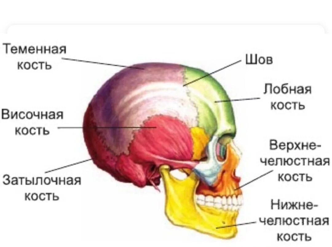 Височная и теменная кость. Кости черепа и туловища. Скелет головы теменная кость. Височная кость на скелете.