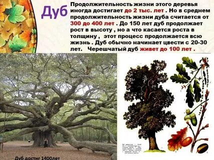 Какие деревья где живут