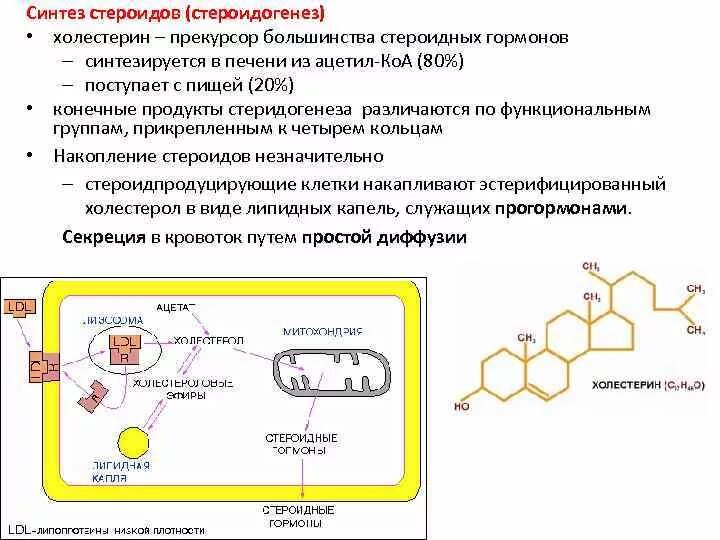 Холестерин Синтез стероидных гормонов. Синтез стероидных гормонов из холестерина схема. Синтез стероидов ЭПС. Синтез стероидных гормонов катализируется ферментами.