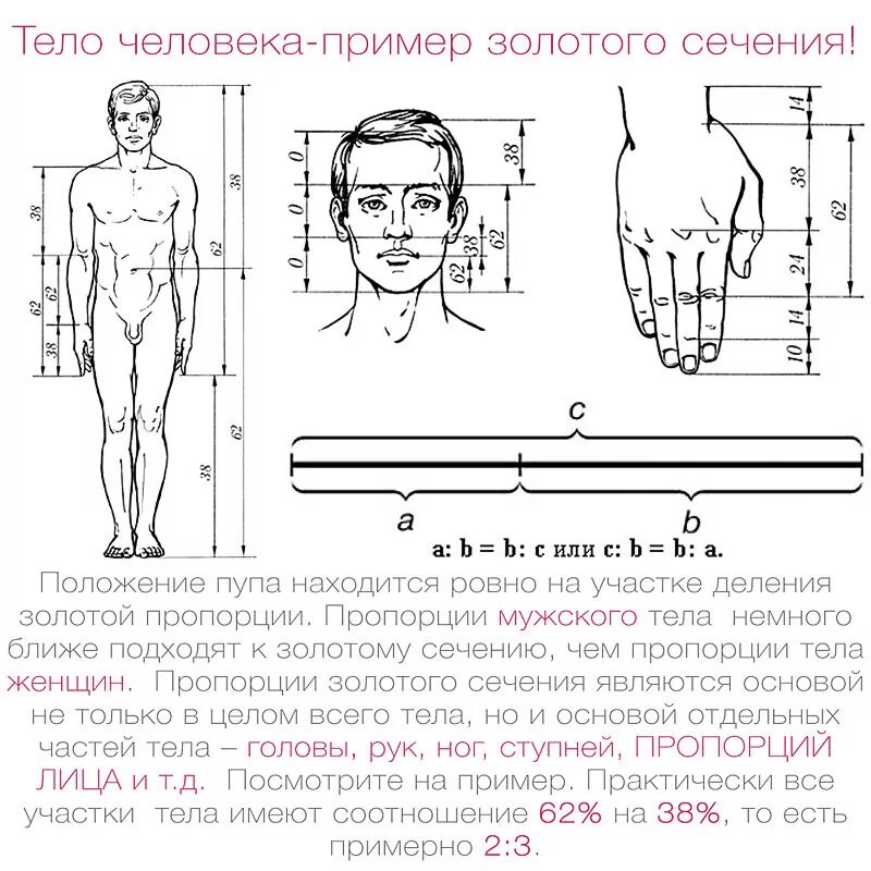 Длина рук составляет. Золотое сечение пропорции тела. Пропорция длины и ширины головы. Пропорции тела человека. Соотношения пропорций человеческого тела.