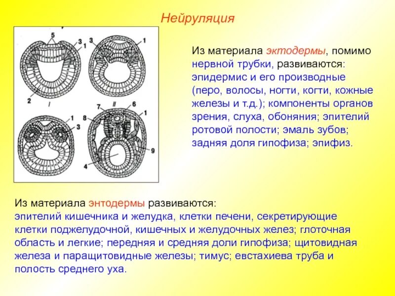 Из эктодермы развивается эпителий. Что образуется из энтодермы. Развитие кожи гистология. Прехордальная пластинка энтодермы. Из эктодермы развивается эпителий.
