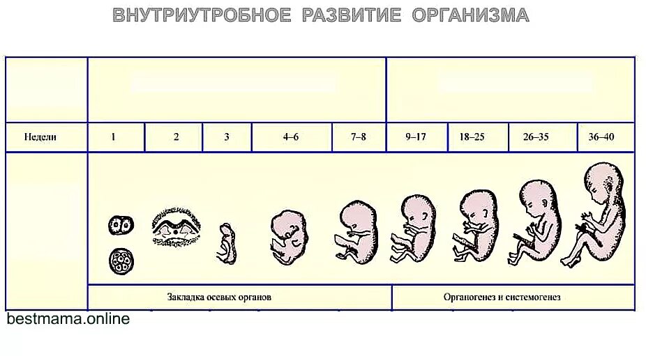 Акушерские и эмбриональные недели. 14 Недель беременности размер плода размер плода. 14 Недель 3 дня беременности размер плода. Срок 14 недель беременности размер плода. Ребенок 13 недель беременности размер плода.