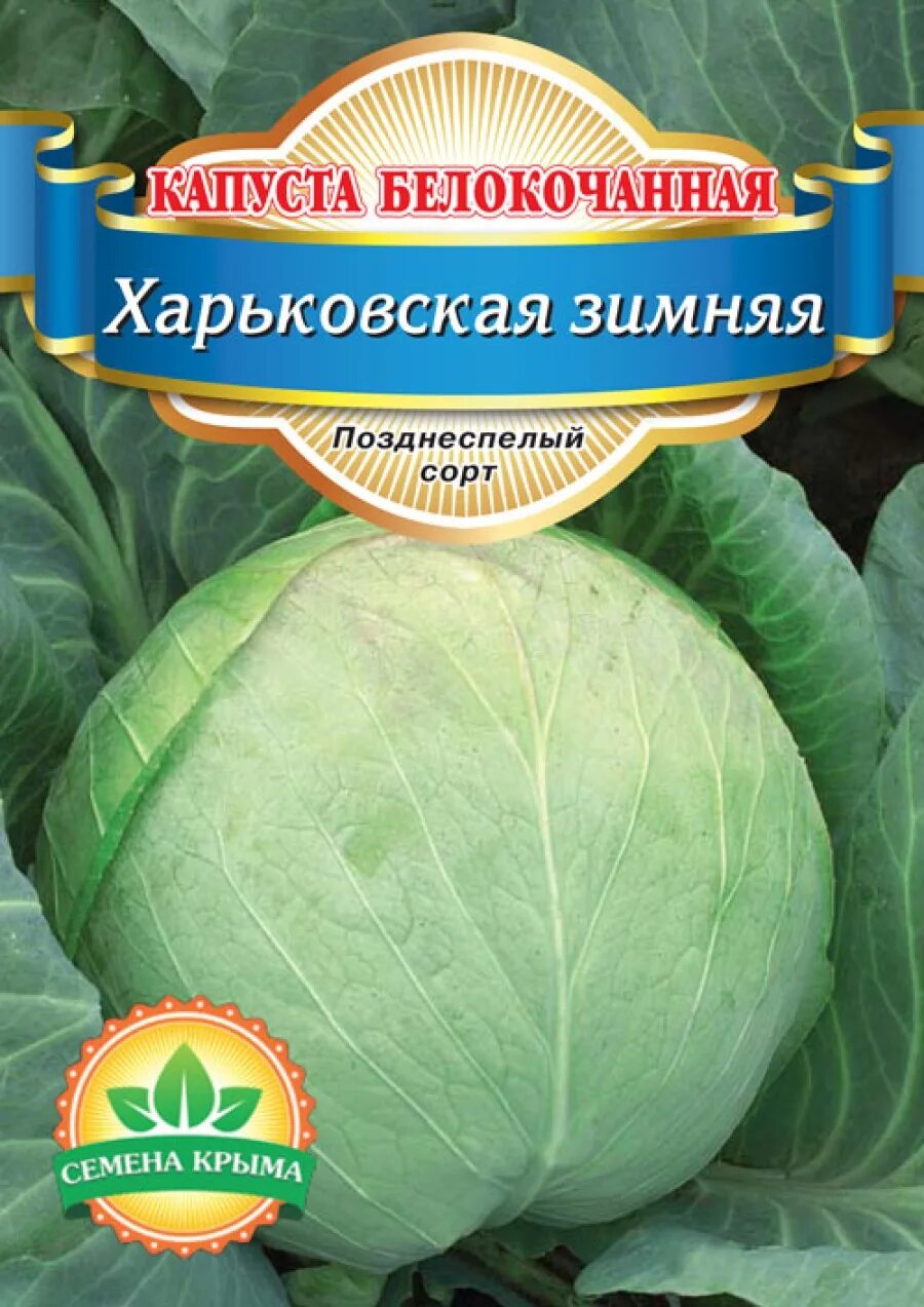 Харьковский сорт капусты. Капуста белокочанная харьковская зимняя. капуста сорт харьковская зимняя. сорта капусты белокочанной харьковская. сорт капусты харьковская.