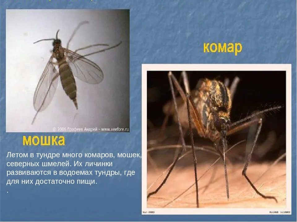 Комар приспособление к среде. Все виды комаров.