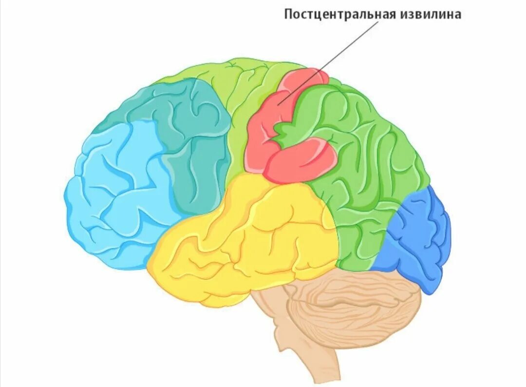 Нижние отделы постцентральной области коры больших полушарий. Задняя Центральная извилина коры больших полушарий. Постцентральная зона коры головного мозга.