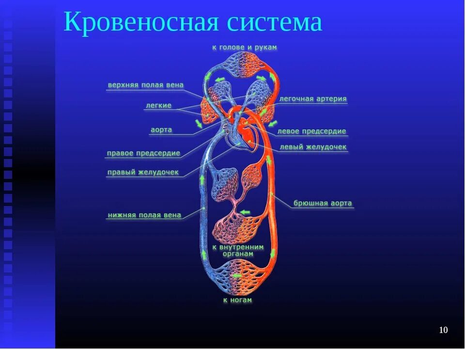 Что входит в систему организма