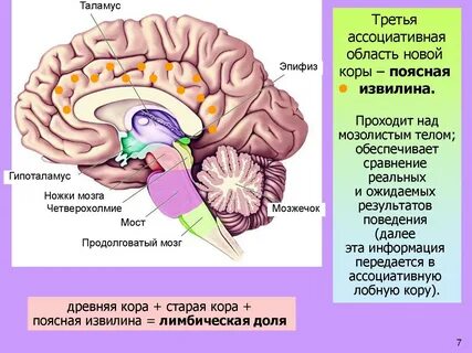Таламус и гипоталамус отделы