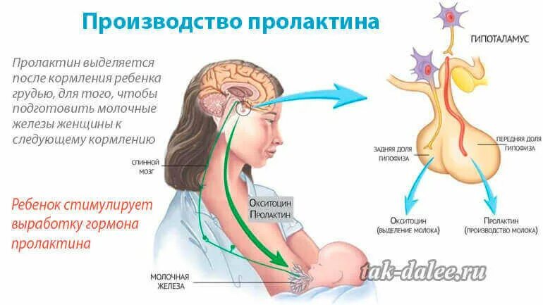 На что влияет повышенный пролактин. Пролактин. Пролактин гормон. Пролактин у женщин. Повышение пролактина симптомы.