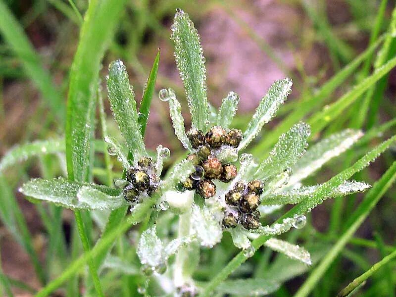 Сушеница болотная. Сушеница топяная (Gnaphalium uliginosum). Сушеница топяная (Болотная). Сушеница Болотная (Gnaphalium uliginosum). Сушеница топяная, сушеница Болотная.