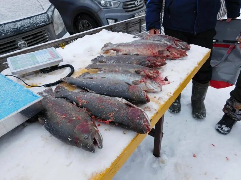 Краснопресненские пруды Наро-Фоминск рыбалка. КРХ Краснопресненский пруд рыбалка. Краснопресненский пруд Наро Фоминск. Русфишинг ру форум вести с водоемов