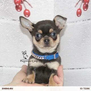 Чихуахуа 4 месяца