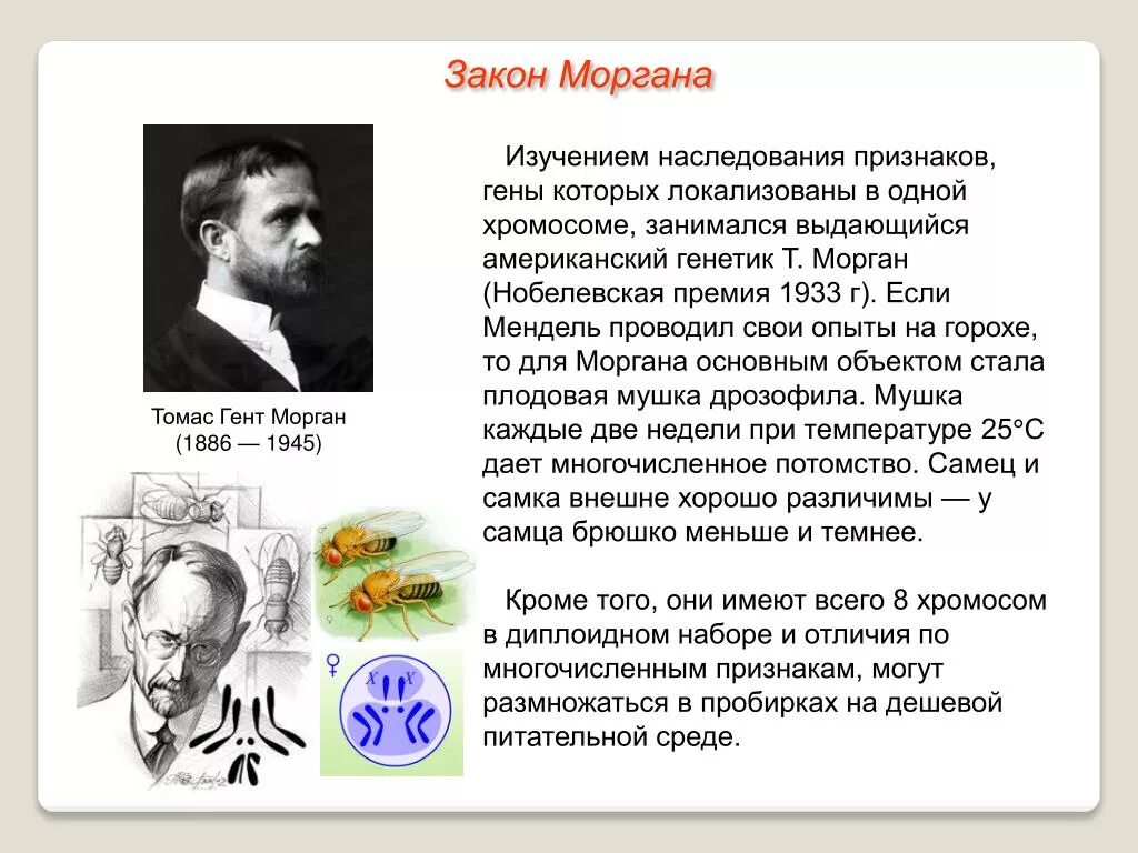 Закономерности наследования т моргана. Закон Томаса Моргана. Законы Томаса Моргана генетика. Морган сцепленное наследование генов.