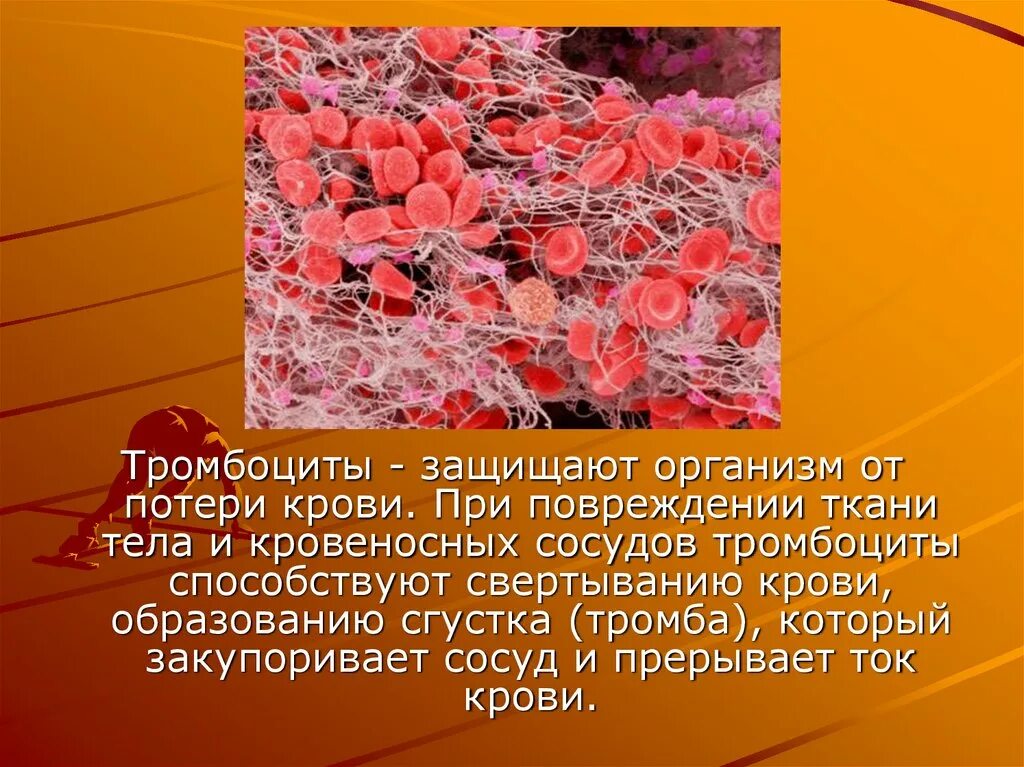 При повреждении сосудов тромбоциты. При повреждении кровеносных сосудов тромбоциты. Тромбоциты свертываемость крови. Участие тромбоцитов в свертывании крови. Тромбоциты участвуют в свертывании крови.