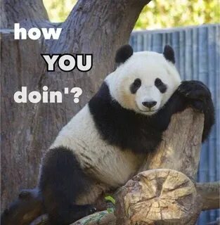 Panda meme