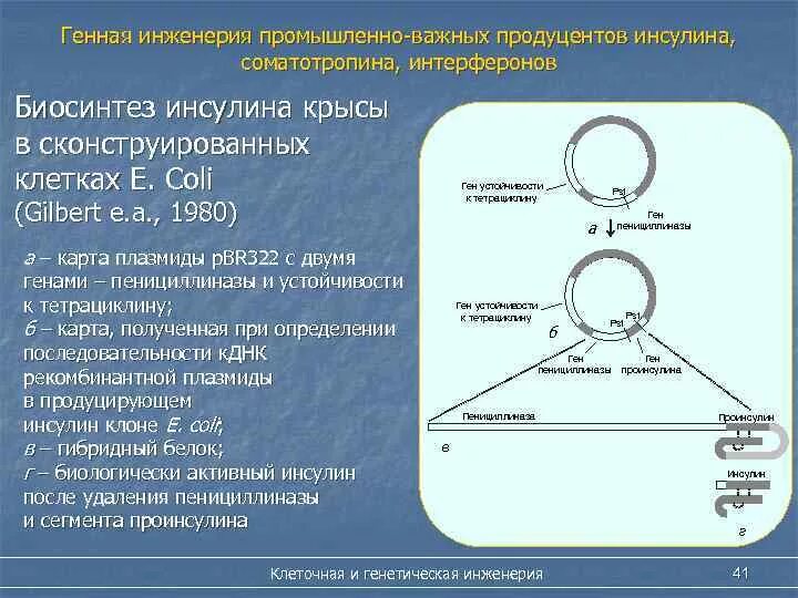 Схема получения рекомбинантного инсулина. Продуцент генно-инженерного инсулина. Генная инженерия инсулин. Схема получения генно-инженерного инсулина.