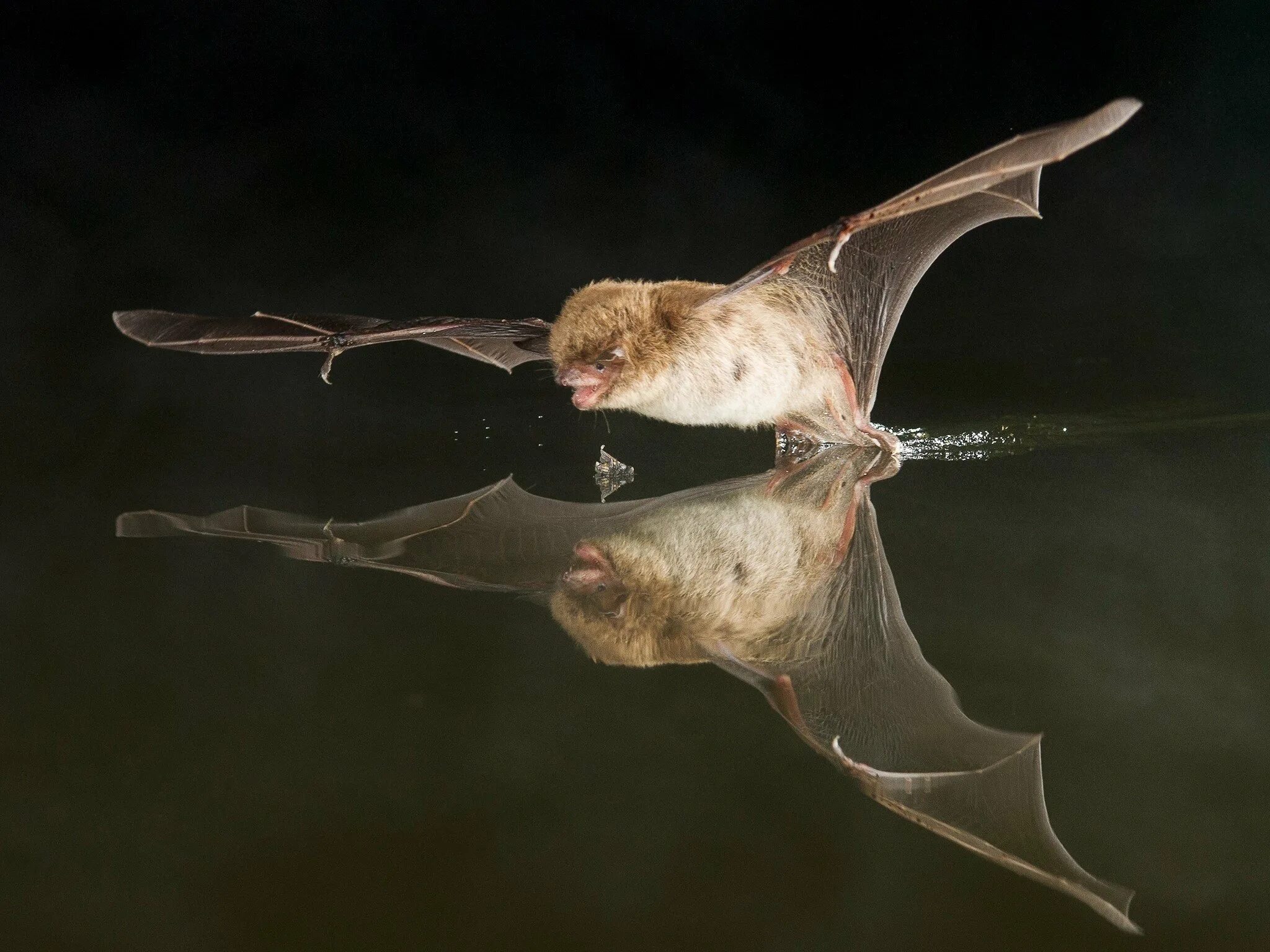 Полет мыши. Водяная ночница (Myotis daubentonii). Летучая мышь водяная ночница. Летучая мышь ночница. Летучая мышь Прудовая ночница.