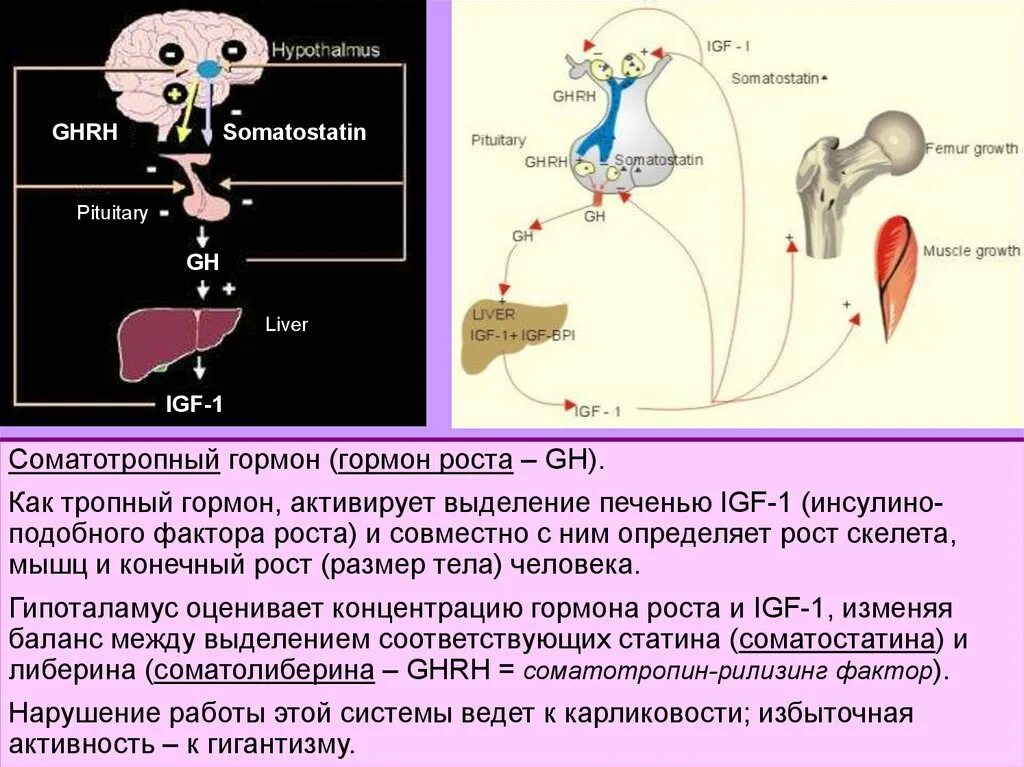 Инсулин и гипофиз. Регуляция секреции соматотропного гормона. Регуляция секреции СТГ. Соматостатин и СТГ. Соматотропный гормон органы мишени.