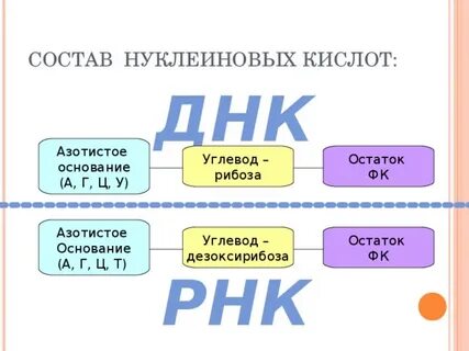 Состав нуклеиновых кислот таблица