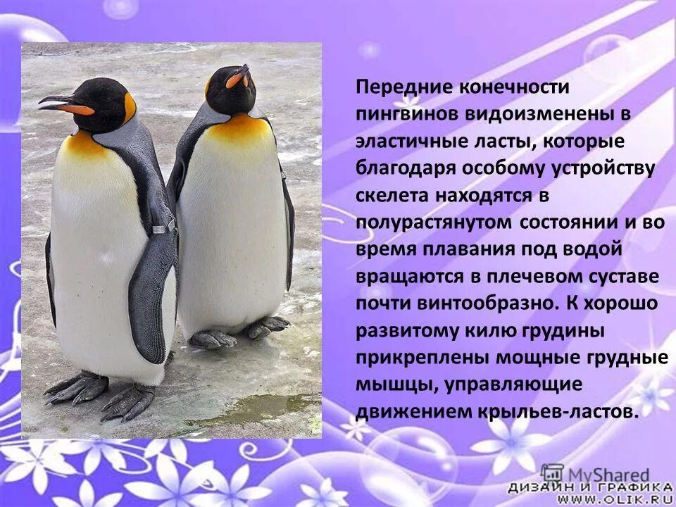 Итоговая комплексная работа 1 класс школа россии математика. Комплексная работа пингвины. Комплексная проверочная работа 1 класс. Пингвин комплексная работа 3 класс. Итоговые комплексные работы нянковская 1 класс.